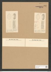 Cocconeis placentula var. lineata (Ehr.) V.H. (de-Toni-Nr.: Genus 40, Species 1844) Zeichnungen Sammlung Grunow Nr. 3657 (NHMW-BOT-W0371269)